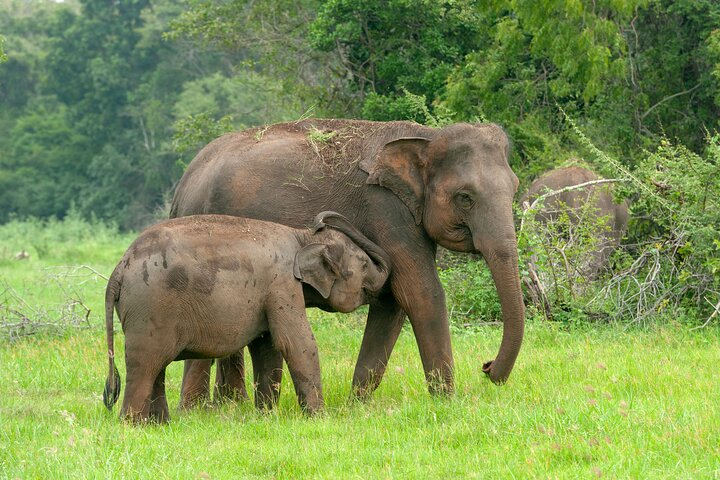 Private Tour: Udawalawe National Park Safari - Photo 1 of 6